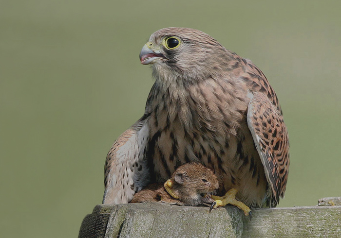 jonge torenvalk met muis.-2.jpg
